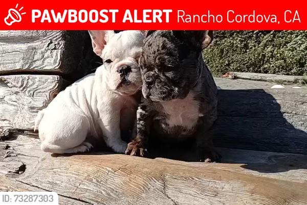Lost Female Dog last seen Atherstone, Rancho Cordova, CA 95670