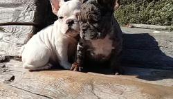 Lost Female Dog last seen Atherstone, Rancho Cordova, CA 95670