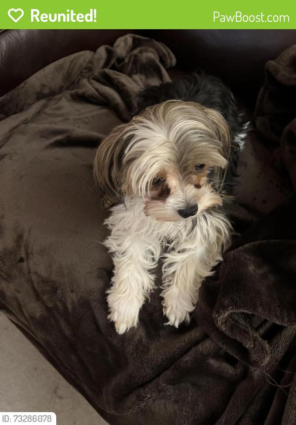 Reunited Female Dog last seen Buttonwood Drive and Shagbark Ct, Fort Worth, TX 76137