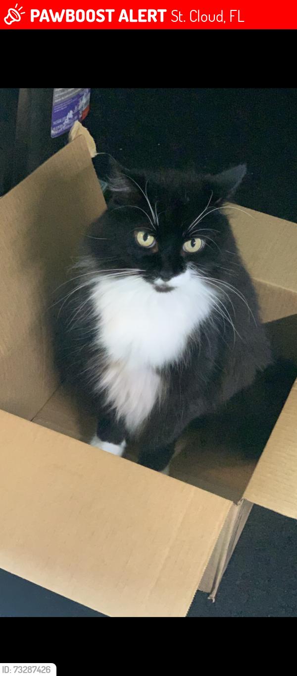 Lost Female Cat last seen Packard and Pine tree, St. Cloud, FL 34772