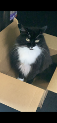 Lost Female Cat last seen Packard and Pine tree, St. Cloud, FL 34772