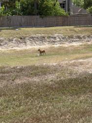 Reunited Unknown Dog last seen There is a pit on the corner of right way and it is hiding in the drain frequently, Houston, TX 77339
