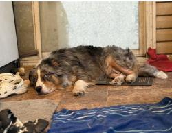 Reunited Male Dog last seen Thomas farm rd, Harnett County, NC 27505