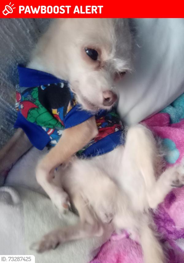 Lost Male Dog last seen Ct, Circuito topacio casa 141 65-4 cruza por París casa rosa, Valle de los Molinos, Jal. 45200