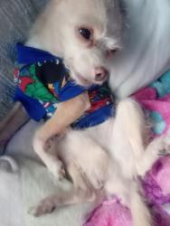 Lost Male Dog last seen Ct, Circuito topacio casa 141 65-4 cruza por París casa rosa, Valle de los Molinos, Jal. 45200