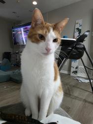 Reunited Male Cat last seen Montecito, Denton, TX 76210