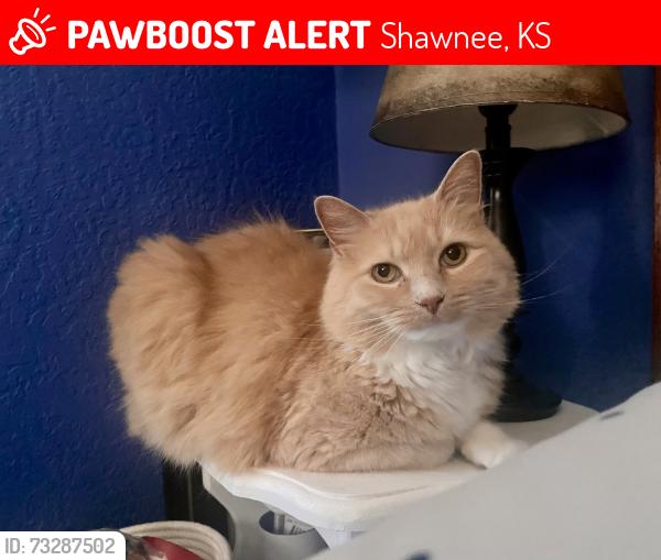 Lost Female Cat last seen 73rd - betweeen Switzer Nieman, Shawnee, KS 66203