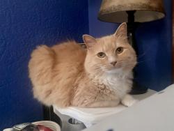 Lost Female Cat last seen 73rd - betweeen Switzer Nieman, Shawnee, KS 66203