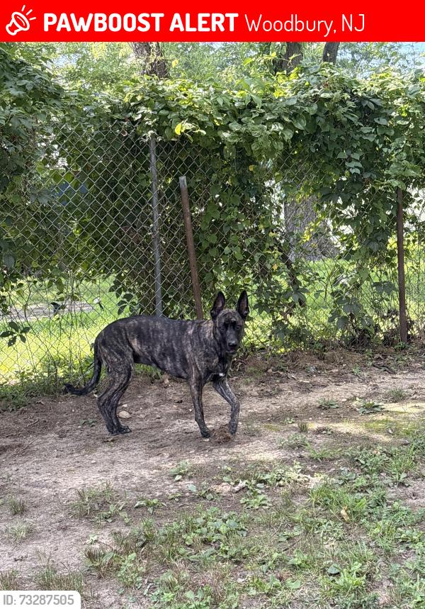 Lost Female Dog last seen Logan/Columbia, Woodbury, NJ 08096