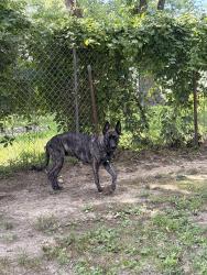 Lost Female Dog last seen Logan/Columbia, Woodbury, NJ 08096