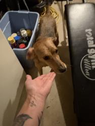 Reunited Female Dog last seen Near Brocketts Ln, Branford, CT 06405, USA, Branford, CT 06405