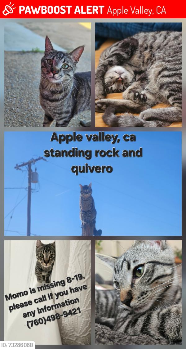 Lost Male Cat last seen Standing rock rd., Apple Valley, CA 92307