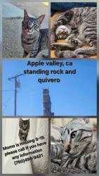 Lost Male Cat last seen Standing rock rd., Apple Valley, CA 92307