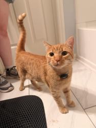 Reunited Male Cat last seen Tryon Rd and Avent Ferry. University Woods complex, Raleigh, NC 27603
