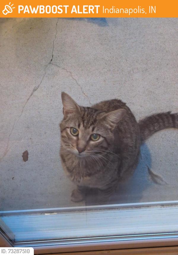 Found/Stray Male Cat last seen Hawley Rd and Hawkins Rd near YMCA in Lawrence, Indianapolis, IN 46216