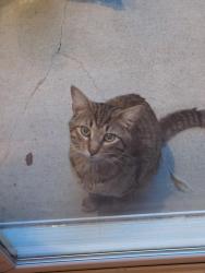 Found/Stray Male Cat last seen Hawley Rd and Hawkins Rd near YMCA in Lawrence, Indianapolis, IN 46216
