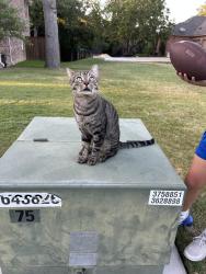 Found/Stray Male Cat last seen Gas station, Azle, TX 76020