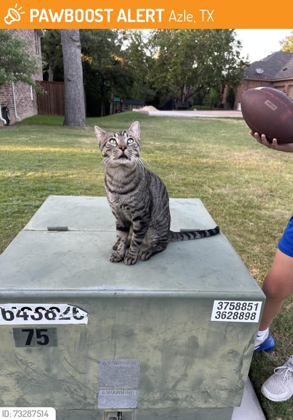 Found/Stray Male Cat last seen Gas station, Azle, TX 76020