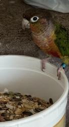Reunited Unknown Bird last seen Near Clearbrook Ln, Bloomingdale, IL 60108, USA, Bloomingdale, IL 60108