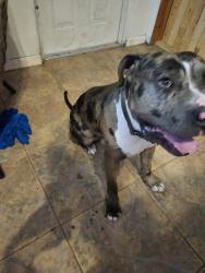 Reunited Male Dog last seen 30th ave e - by K&S, Bradenton, FL 34208