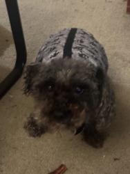 Lost Male Dog last seen Sage Meadow Dr Temple, TX 76502 United States, Temple, TX 76502