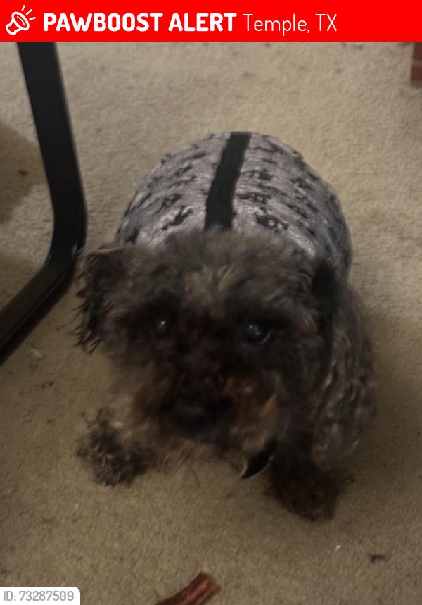 Lost Male Dog last seen Sage Meadow Dr Temple, TX 76502 United States, Temple, TX 76502