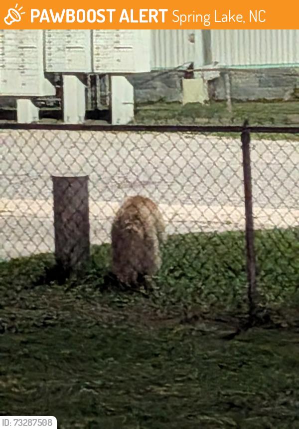 Found/Stray Unknown Dog last seen Caelin Farm Phase 2 homes, Spring Lake, NC 28390