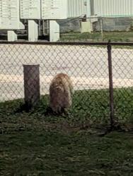 Found/Stray Unknown Dog last seen Caelin Farm Phase 2 homes, Spring Lake, NC 28390