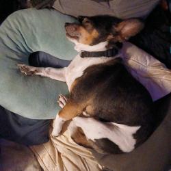 Lost Male Dog last seen 48th st and broadway phx., Phoenix, AZ 85040