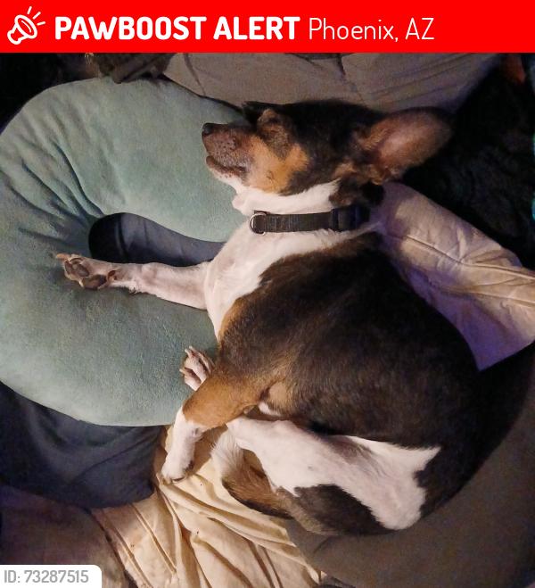 Lost Male Dog last seen 48th st and broadway phx., Phoenix, AZ 85040