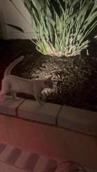 Found/Stray Unknown Cat last seen Barrel Rd, Riverside, CA 92507