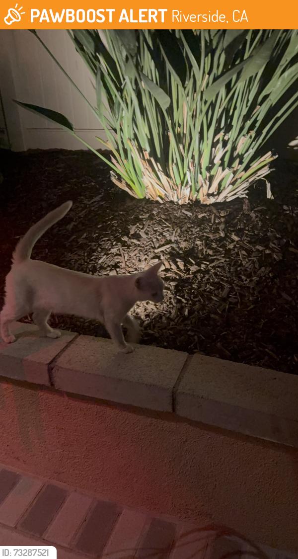 Found/Stray Unknown Cat last seen Barrel Rd, Riverside, CA 92507