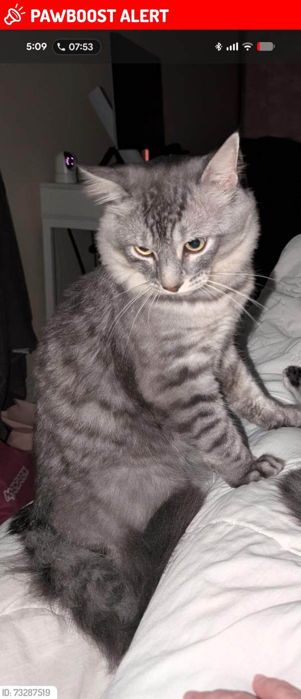 Lost Male Cat last seen hurontario and lakeshore, Mississauga, ON L5G 1V2