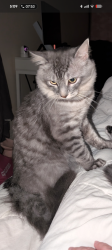 Lost Male Cat last seen hurontario and lakeshore, Mississauga, ON L5G 1V2