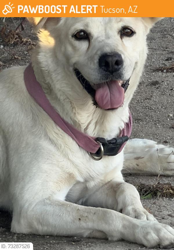 Found/Stray Unknown Dog last seen 4th ave, Tucson, AZ 85705