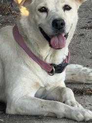 Found/Stray Unknown Dog last seen 4th ave, Tucson, AZ 85705