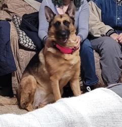 Reunited Female Dog last seen pacific, Lacey, WA 98503