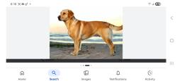 Found/Stray Male Dog last seen 212th Avenue SE and ne 35th way, sammamish, WA 98075, Sammamish, WA 98075