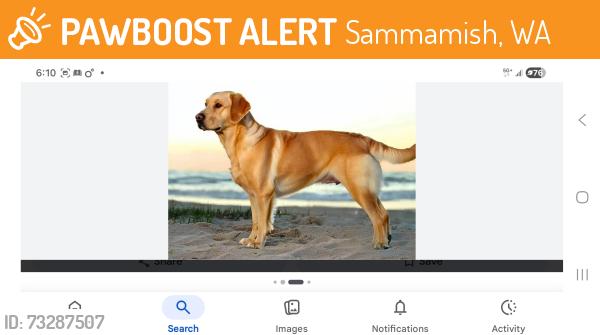 Found/Stray Male Dog last seen 212th Avenue SE and ne 35th way, sammamish, WA 98075, Sammamish, WA 98075