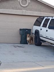 Found/Stray Male Dog last seen Old Spanish Trail and Houghton, Tucson, AZ 85748