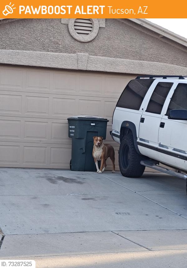 Found/Stray Male Dog last seen Old Spanish Trail and Houghton, Tucson, AZ 85748