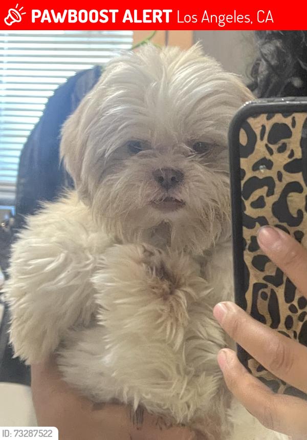 Lost Female Dog last seen Near w 90th st, Los Angeles, CA 90044