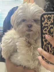 Lost Female Dog last seen Near w 90th st, Los Angeles, CA 90044