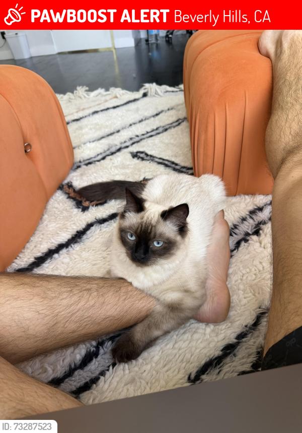 Lost Male Cat last seen coldwater canyon, Beverly Hills, CA 90210
