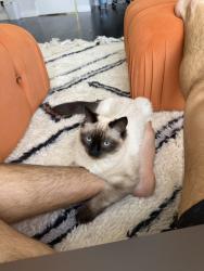 Lost Male Cat last seen coldwater canyon, Beverly Hills, CA 90210