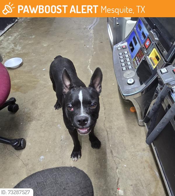 Found/Stray Male Dog last seen Lasater rd Mesquite tx, Mesquite, TX 75181