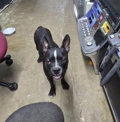Found/Stray Male Dog last seen Lasater rd Mesquite tx, Mesquite, TX 75181