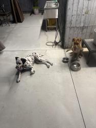 Found/Stray Female Dog last seen Near and 45. Ave, Dania Beach, FL 33004