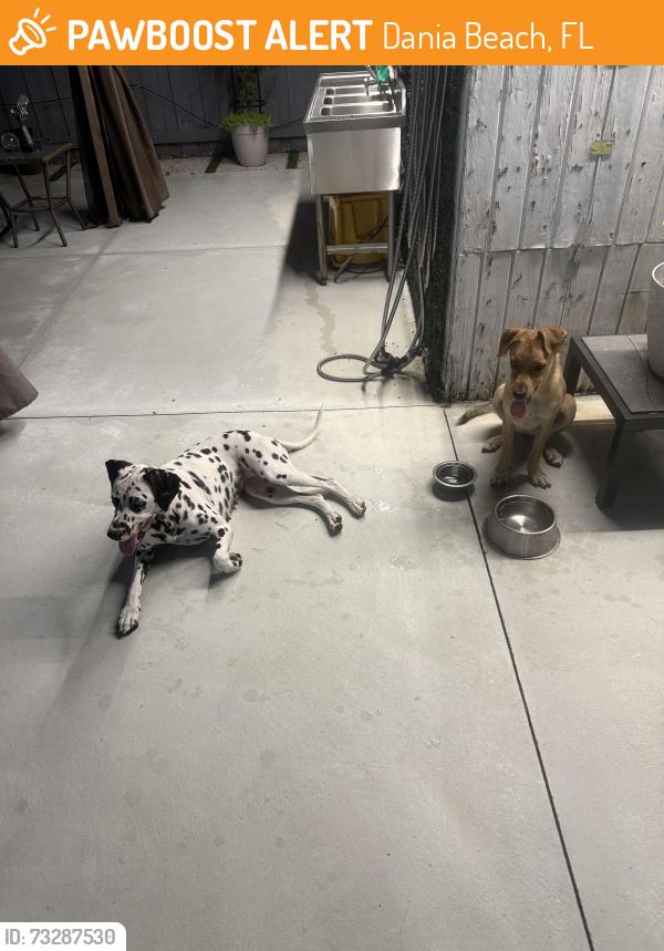 Found/Stray Female Dog last seen Near and 45. Ave, Dania Beach, FL 33004