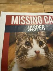 Reunited Male Cat last seen NW 32nd Place, Cape Coral, FL 33993